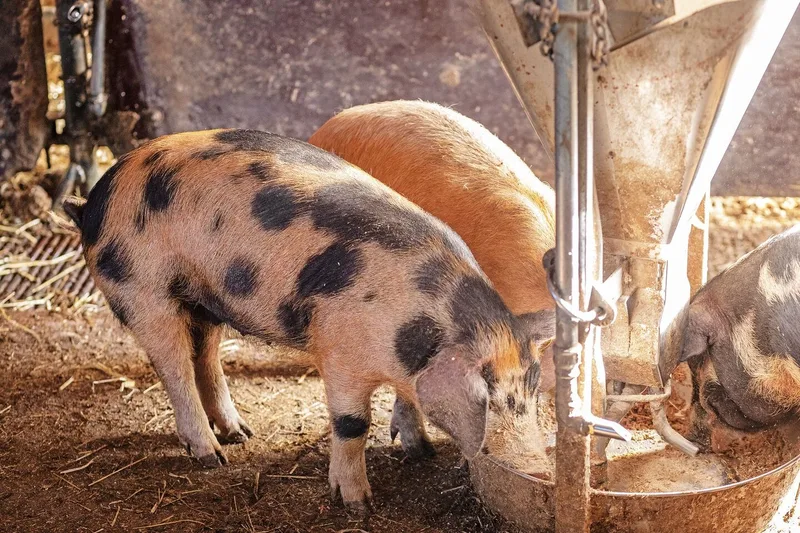 Drei mittelgrosse Ferkel in den unterschiedlichsten Farben suchen in der Futterschale nach Futter.