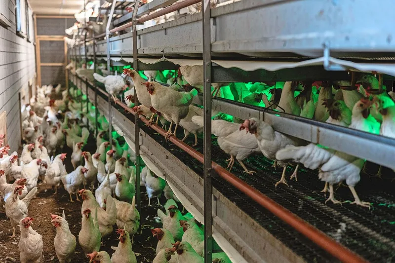 Braune und weisse Hennen sollten getrennt gemausert werden. Weisse Herden legen bei René Bänziger in der Regel ab Beginn der Mauser nach 3 bis 4 Tagen keine Eier mehr, die braunen haben viel mehr Reserven.