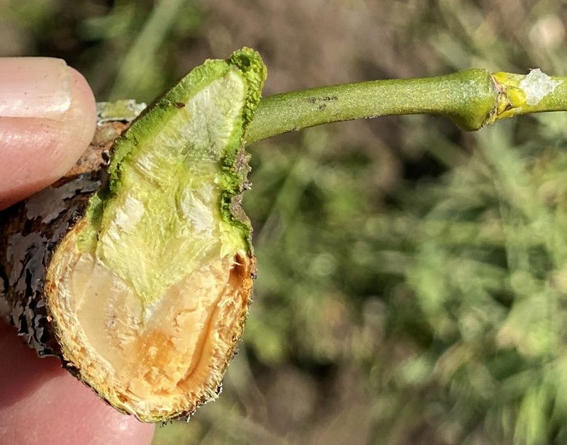 Mistelpflanze: Was macht den Schmarotzer gefährlich – etwas zu seiner Biologie