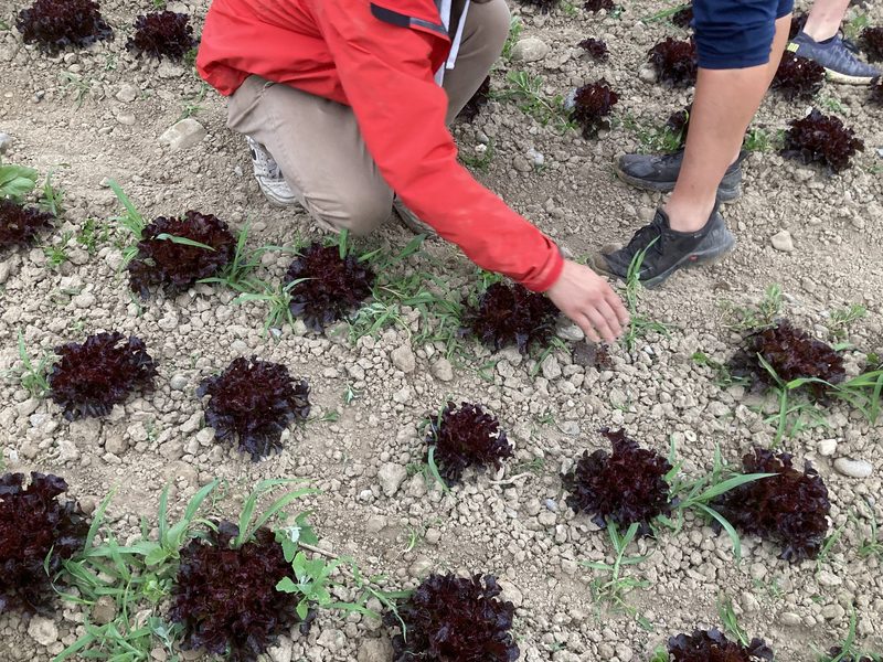 Roter Eichblattsalat mit Hirse auf dem Feld. Kontrolle nach durchgeführtem Hackdurchgang mit einem kameragesteuertem Hackroboter.