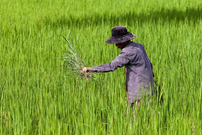 In Kambodscha ist landwirtschaftliches Fachwissen gefragt