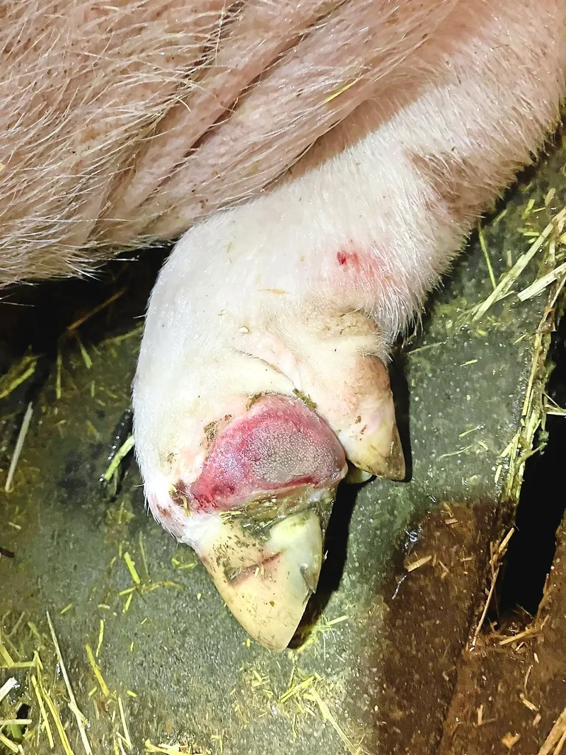 Panaritien gehören zu den häufigsten Klauenerkrankungen in der Schweizer Schweinehaltung.