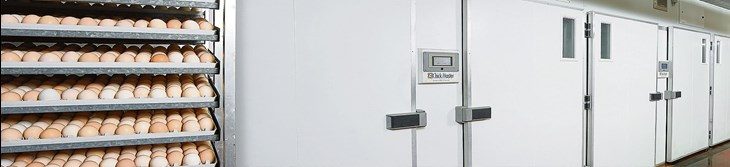 Vom Brutei bis zur Legehenne