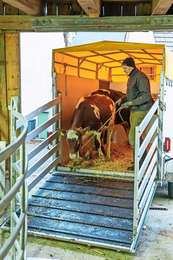 Regionale Metzgereien ermöglichen kurze Transportwege und Anlieferung durch den Landwirt.