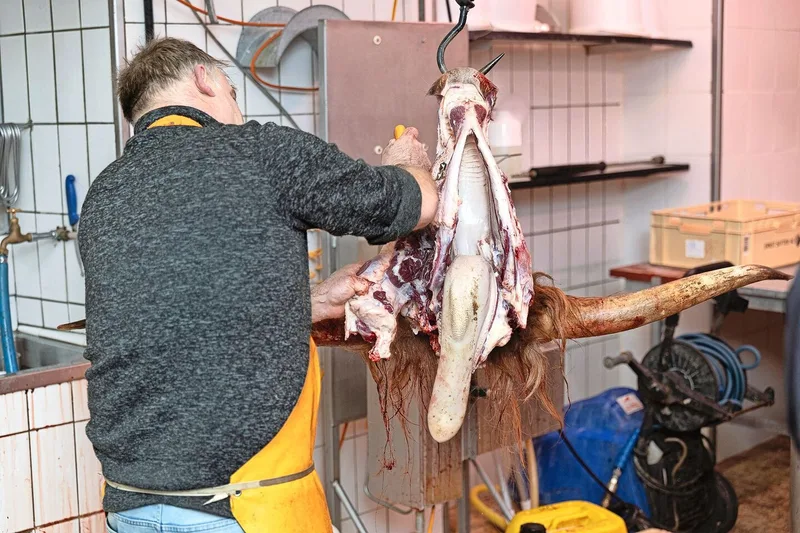 Im neuen Metzgerhuus können auch Spezialtierarten wie Schottische Hochlandrinder geschlachtet werden.