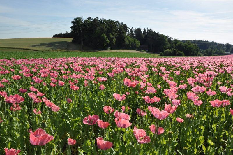 Frauenfelders produzieren Mohn – Eine interessante Alternative zum Raps