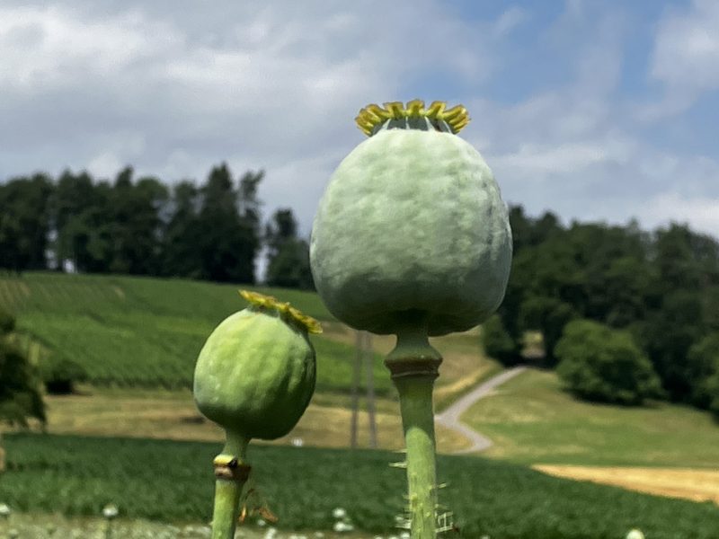Frauenfelders produzieren Mohn – Eine interessante Alternative zum Raps