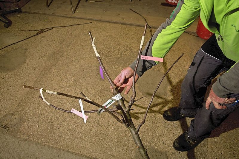 So veredelt Ruedi Glauser Bäume: Ein Stamm, vier Sorten