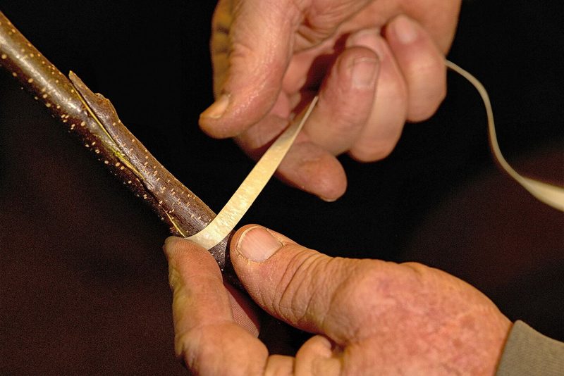 So veredelt Ruedi Glauser Bäume: Ein Stamm, vier Sorten