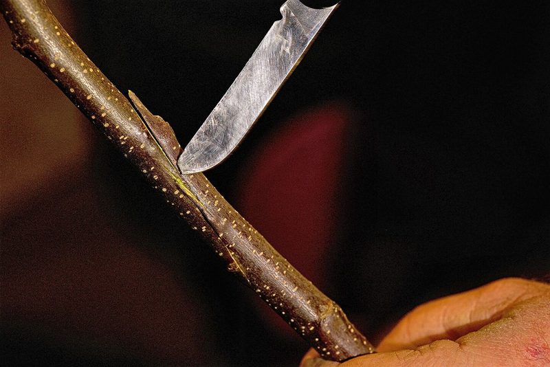 So veredelt Ruedi Glauser Bäume: Ein Stamm, vier Sorten