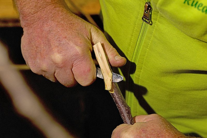 So veredelt Ruedi Glauser Bäume: Ein Stamm, vier Sorten