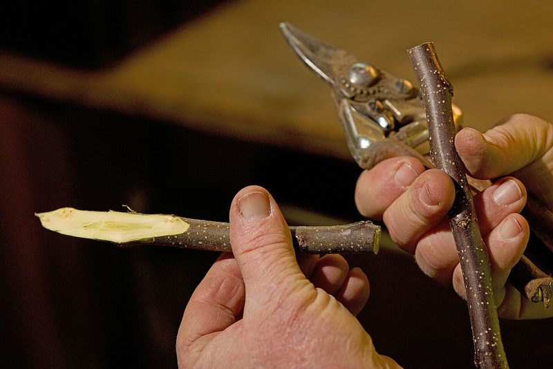 So veredelt Ruedi Glauser Bäume: Ein Stamm, vier Sorten