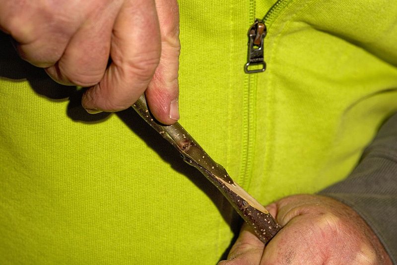 So veredelt Ruedi Glauser Bäume: Ein Stamm, vier Sorten