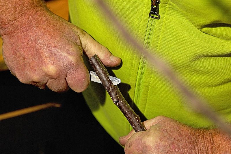So veredelt Ruedi Glauser Bäume: Ein Stamm, vier Sorten
