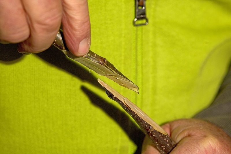 So veredelt Ruedi Glauser Bäume: Ein Stamm, vier Sorten