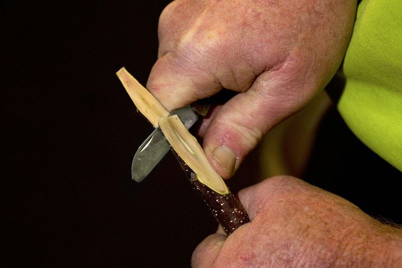So veredelt Ruedi Glauser Bäume: Ein Stamm, vier Sorten