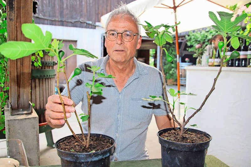 Der Agronom Walter Koch ist der Initiator des Pflanzprojekts. Er hat ebenfalls eigene Feigenbäume.