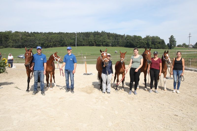 Kleine, aber feine Fohlenschau in Rubigen