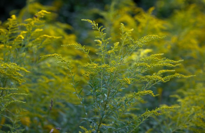 Invasive Arten: Darum gibt es Zweifel, ob das revidierte Gesetz eine Lösung bringt