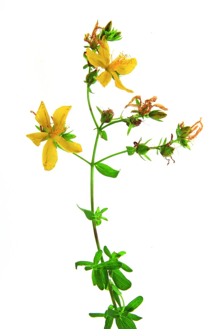 Echtes Johanniskraut (Hypericum perforatum) blühende Pflanze fr