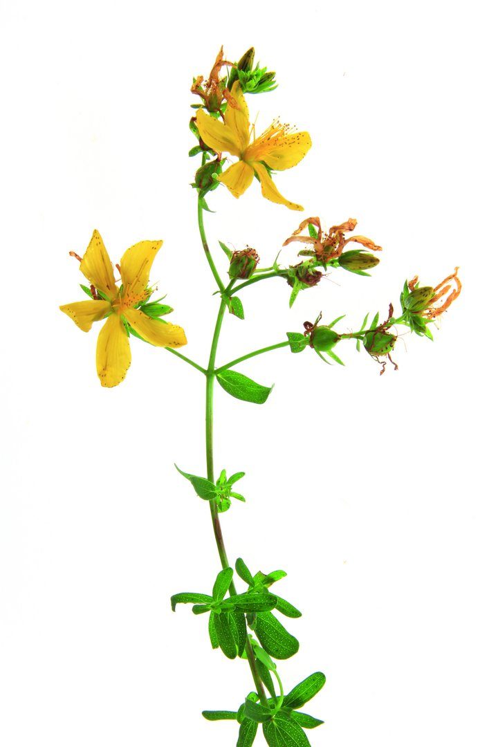 Echtes Johanniskraut (Hypericum perforatum) blühende Pflanze fr