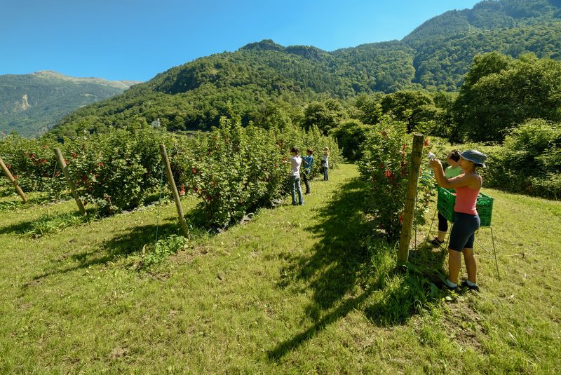 Agropreis-Nominierter Marco Triacca: «Mit Zusammenarbeit gewinnen alle»
