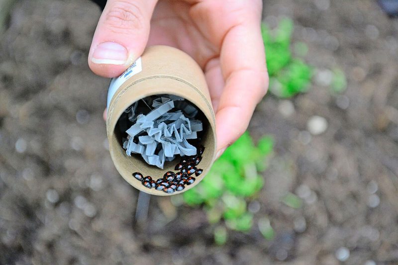 Die im Projekt freigesetzten Käfer wurden in Italien gezüchtet.