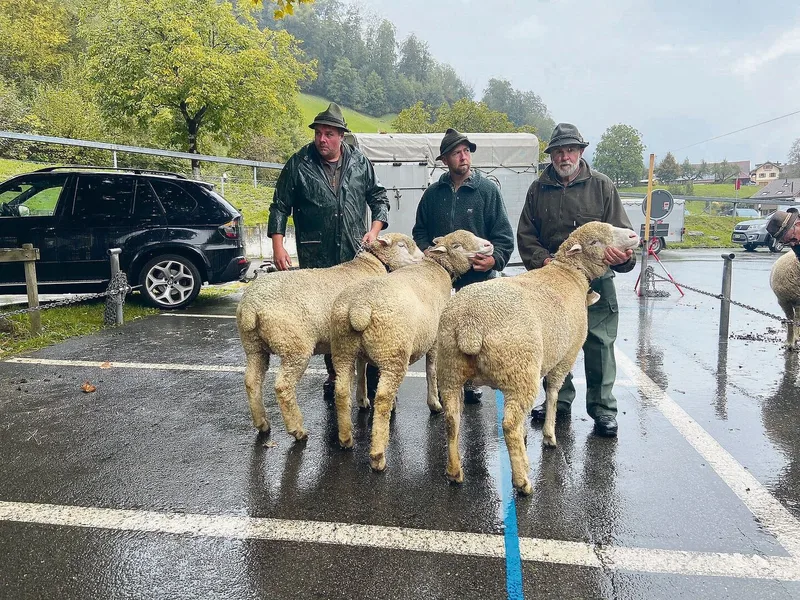Sieger Betriebscup Weisses Alpenschaf WAS von Ruedi und Christian Wolf, Giswil.