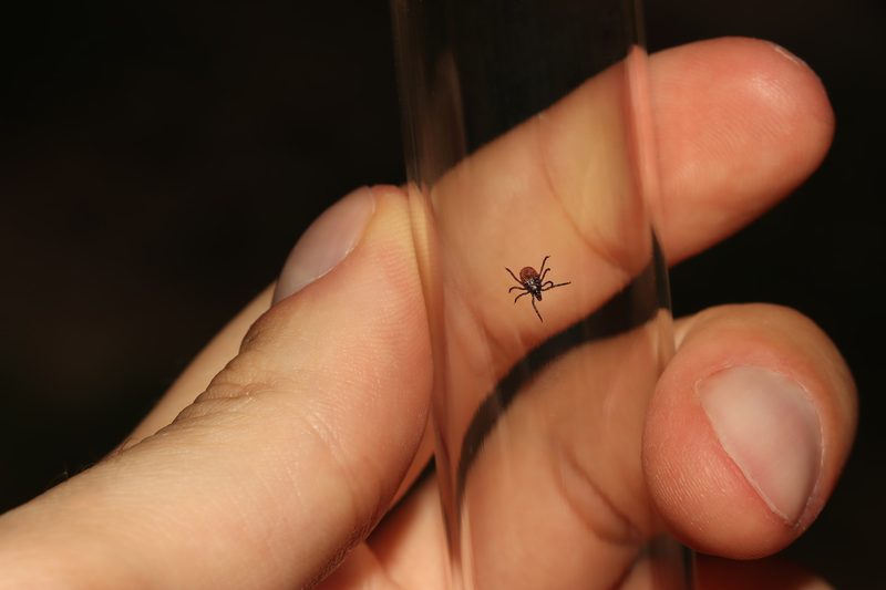 Schweizer Zecken übertragen mehr Krankheiten als bisher bekannt