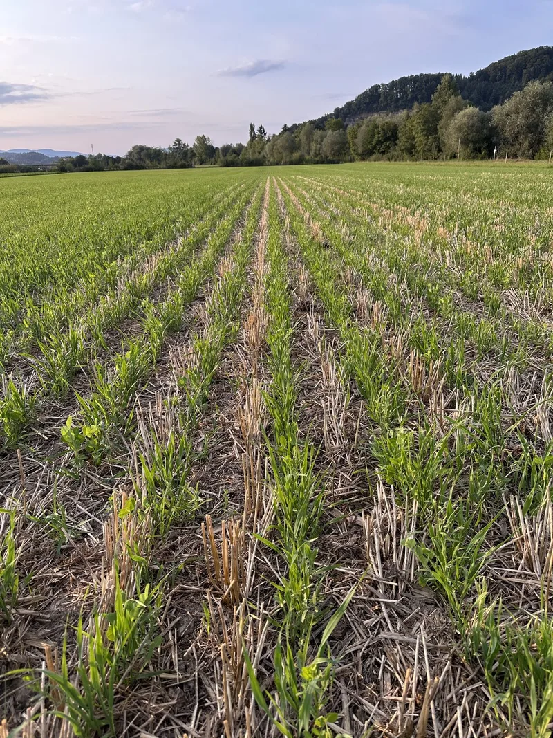 Junge setzen auf Konservierende Landwirtschaft: Drei Landwirte erzählen von ihrem Weg