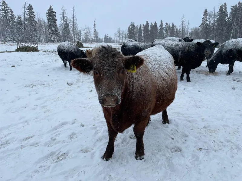 In Kanada lernte Marianne Stamm, was richtig tiefe Temperaturen sind