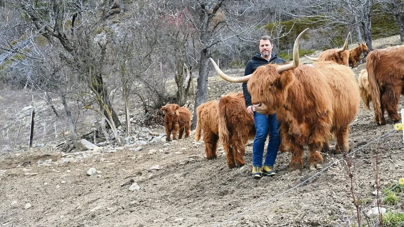 Dass die Tiere zu ihrem Züchter so zutraulich sind, ist eher ungewöhnlich, von Martin Inderkummen aber so gewollt.