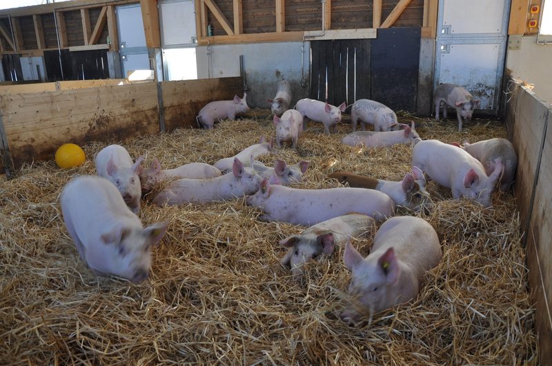 Drei Waadtländer Landwirte arbeiten gemeinsam an ihrer Effizienz