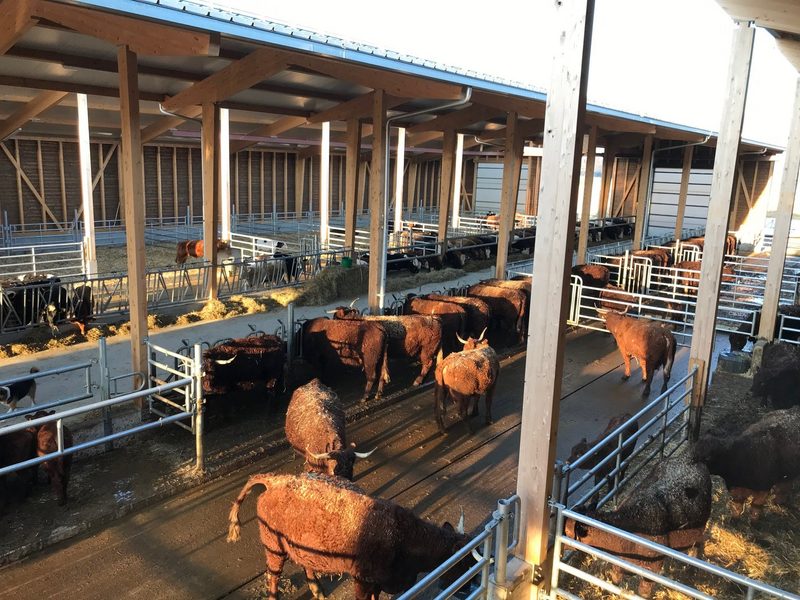 Drei Waadtländer Landwirte arbeiten gemeinsam an ihrer Effizienz