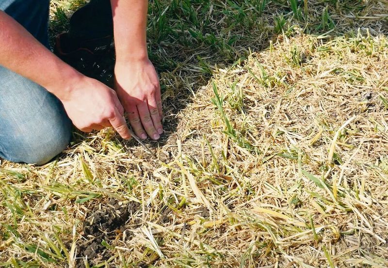 Nach der Ernte ist der Boden noch etwas feucht. Schnell darin abgelegtes Saatgut hat einen Vorteil.