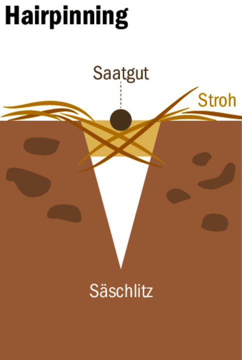 Gründüngung nach der Ernte: Daran sollten Sie dem Boden zuliebe denken