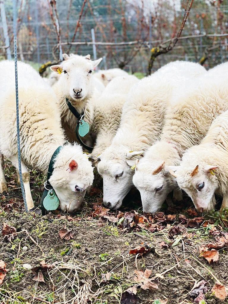 Die Skudde ist eine kleine, urtümliche und lebhafte Schafrasse, die heute als gefährdet gilt. (Bild zVg)