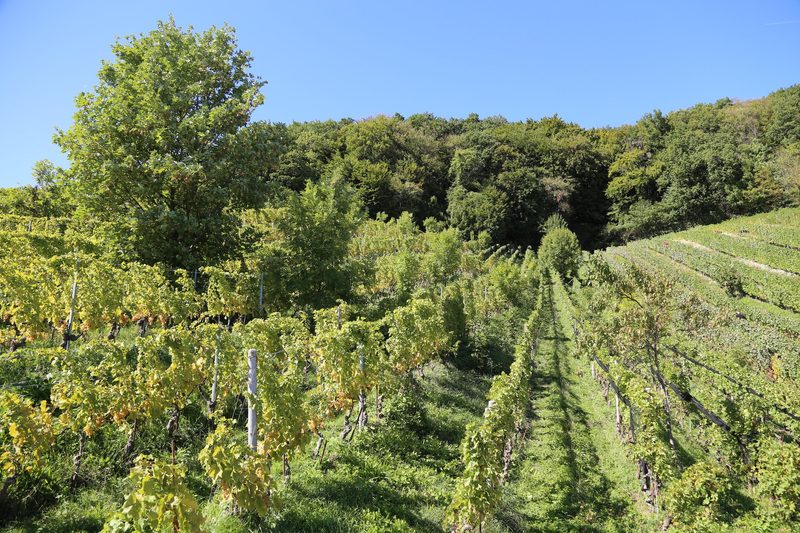 Obstbäume machen Weinberge fit für das veränderte Klima