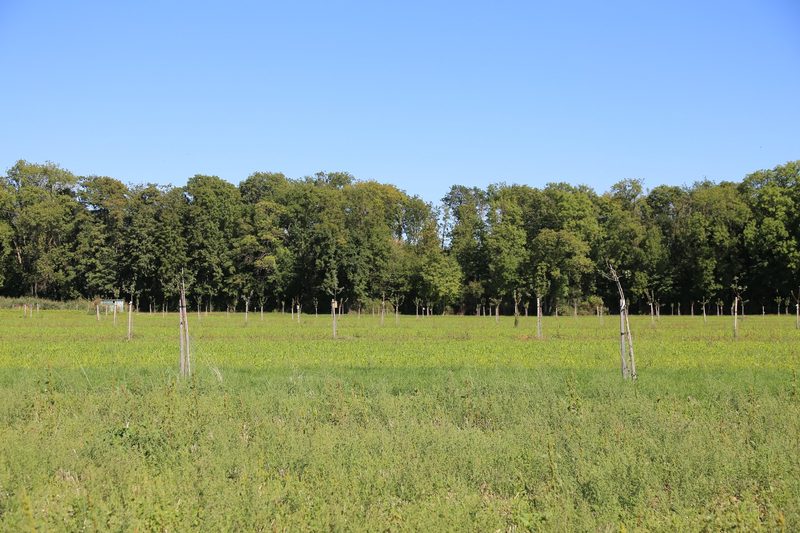 Obstbäume machen Weinberge fit für das veränderte Klima