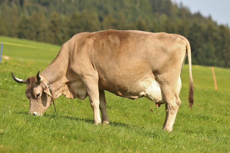Familie Kälin setzt auf Original Braunvieh – und das seit Generationen