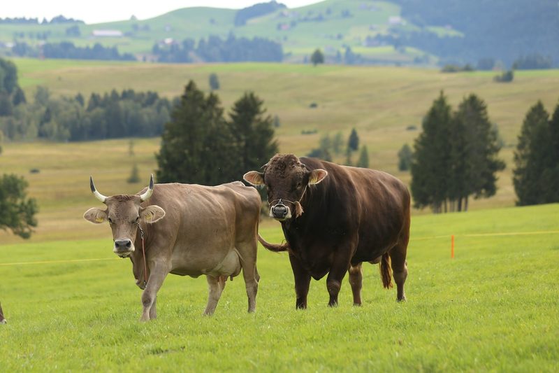 Familie Kälin setzt auf Original Braunvieh – und das seit Generationen