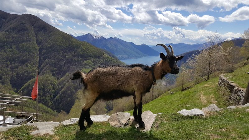 Azienda Montana Odro im Tessin: Abschalten bei einem Selbstversorger