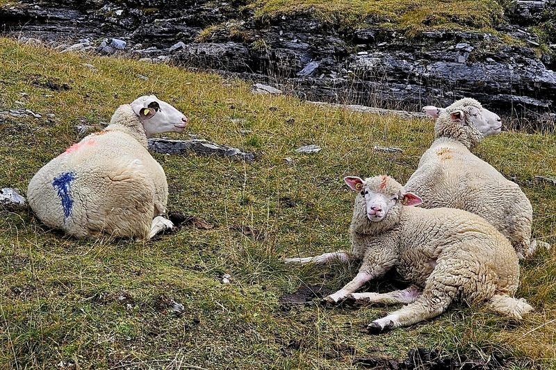 Reinfektionen durch Moderhinke frustrieren die Schafbauern