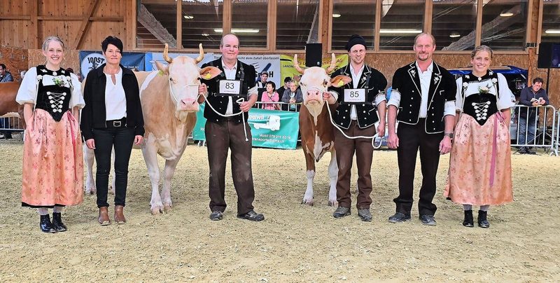 Die Schönsten der Simmental-Kühe: Die Miss, Unetto Wolga von Stefan Jost (links) und Schöneuter Senn Kenia von Walter und Brigitte Stucki-Jenni.