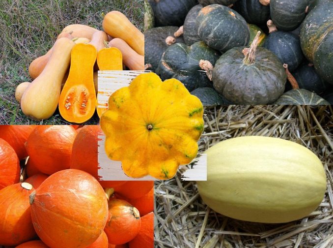 Halloween heisst Kürbiszeit: 7 Fakten zu den orangen Beeren