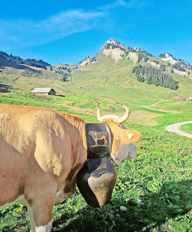 Auf der Alp Iselten geht es dann mit Treichelgeläut auf den zweiten und dritten Stafel.