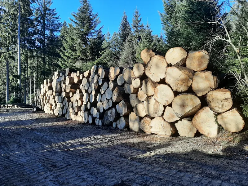 290 m3 eigenes Holz für den neuen Mutterkuhstall verbaut