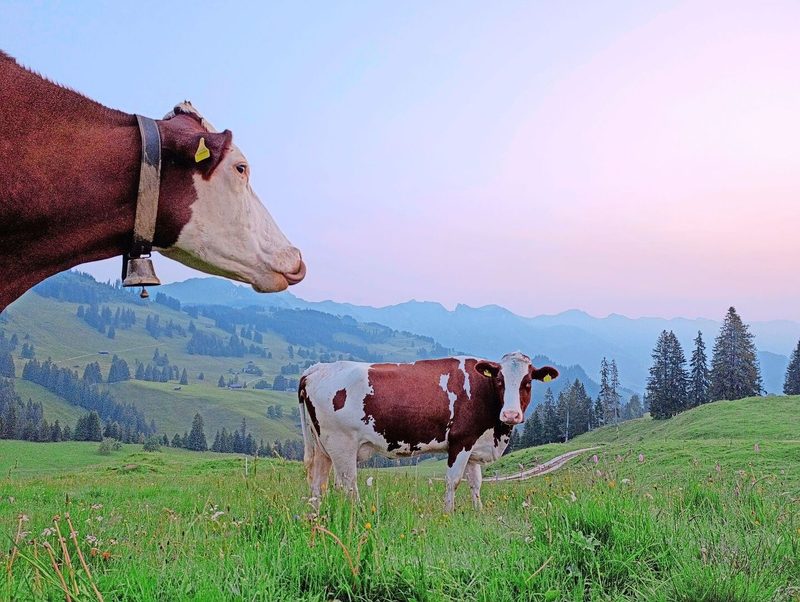 Es ist bereits hell, wenn wir am Morgen die Kühe von der Weide holen.