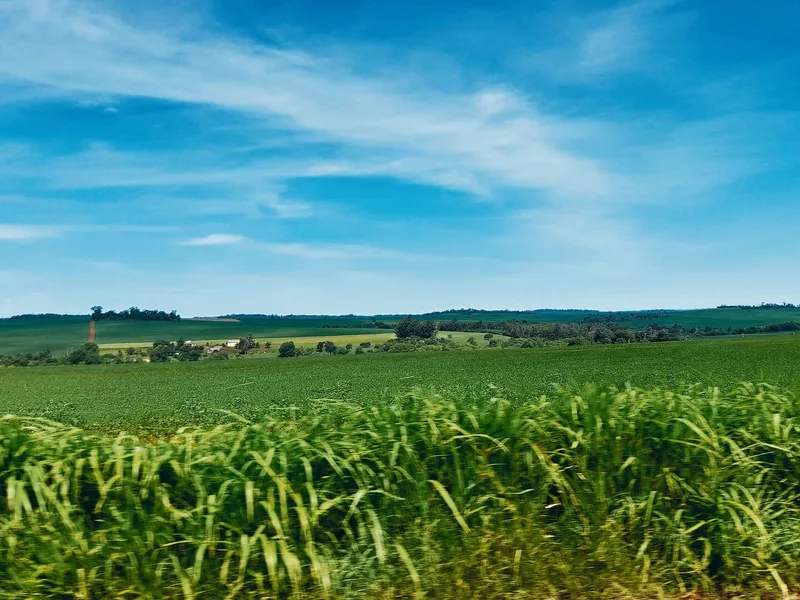Felder, so weit das Auge blickt: In Paraguay werden Feldfrüchte auf riesigen Flächen angebaut. Soja (links) ist eine wichtige Kultur im südamerikanischen Land.