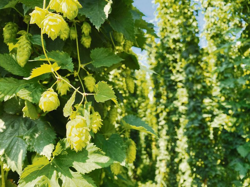 Aktuell wird das Gros des Schweizer Hopfens in Deutschland veredelt und als Hopfenpellets zurück in die Schweiz geliefert.
